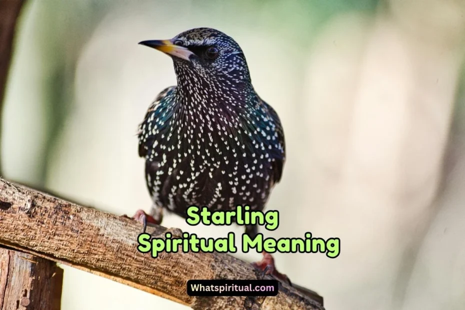 What is the Spiritual Meaning of Starling